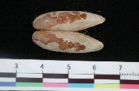 藏品(斑石蜊)的圖片